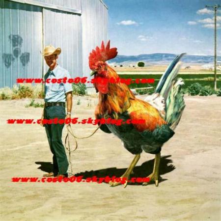 drole de poule